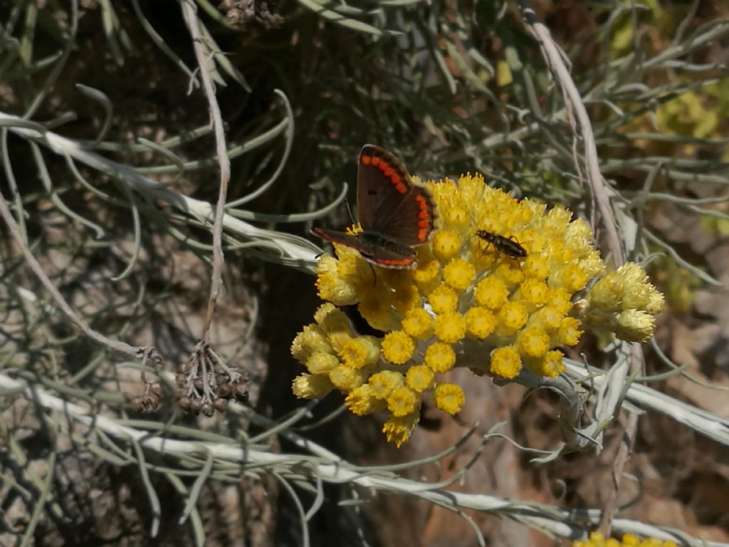 Aricia agestis e altro ospite su Helichrysum panormitanum