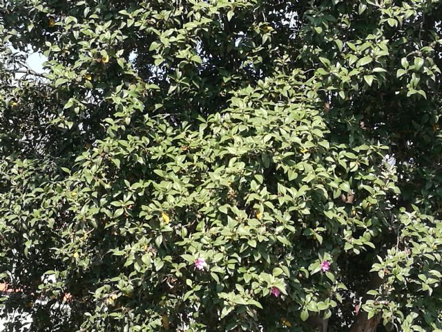 Lagunaria patersonii (Malvaceae)