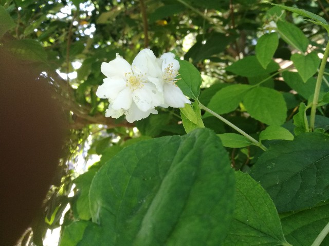 Philadelphus sp. (Hydrangeaceae)