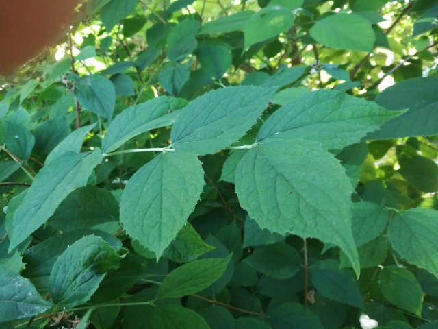 Philadelphus sp. (Hydrangeaceae)