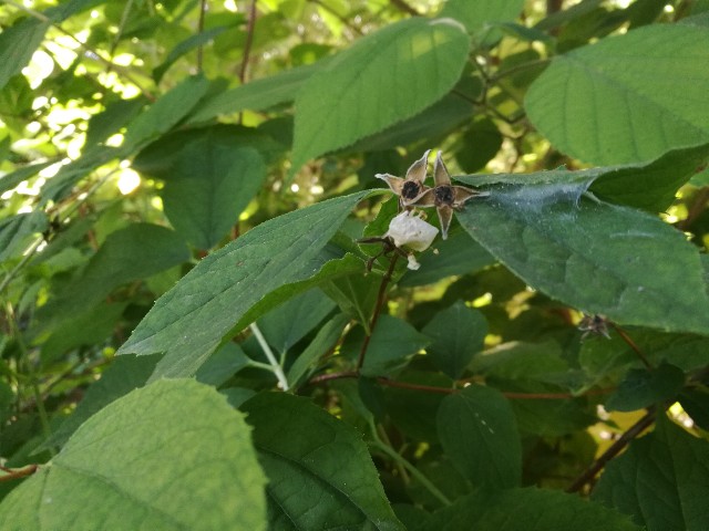 Philadelphus sp. (Hydrangeaceae)