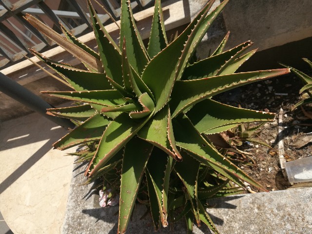 Aloe arborescens?