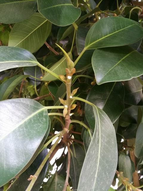 Quale Ficus?  Ficus rubiginosa o  suo ibrido