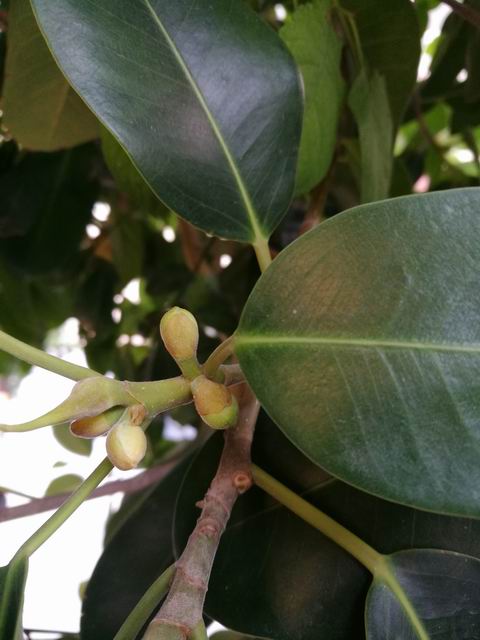 Quale Ficus?  Ficus rubiginosa o  suo ibrido