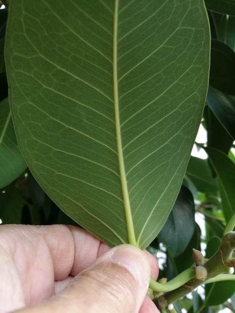 Quale Ficus?  Ficus rubiginosa o  suo ibrido