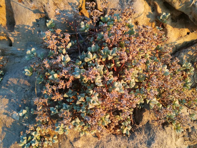 Oscularia cfr deltoides (Aizoaceae)