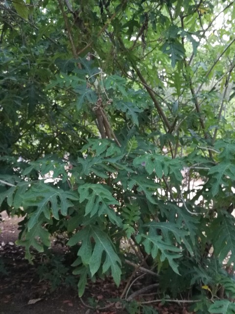 Solanum cfr. macranthum