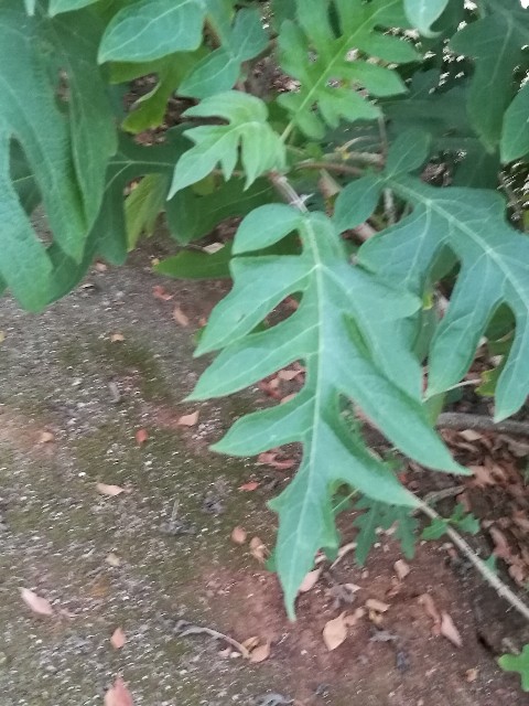 Solanum cfr. macranthum