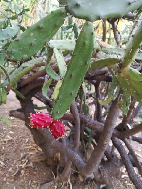 Quale specie di Opuntia? Opuntia dejecta