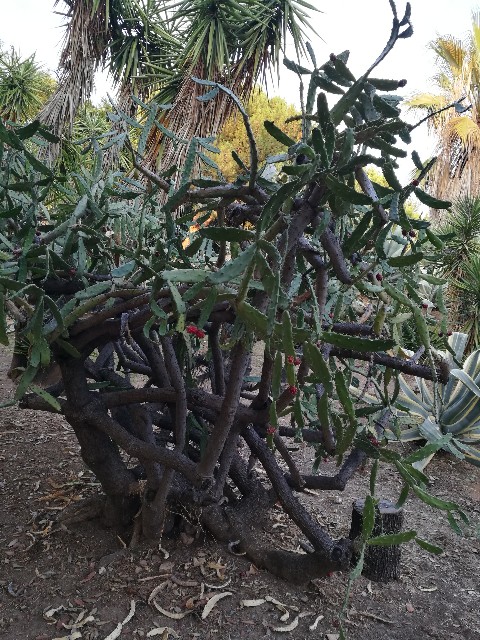 Quale specie di Opuntia? Opuntia dejecta