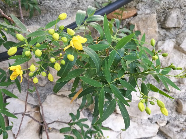 Cassia angustifolia? No, Senna corymbosa