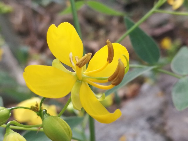 Cassia angustifolia? No, Senna corymbosa