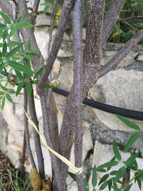 Cassia angustifolia? No, Senna corymbosa