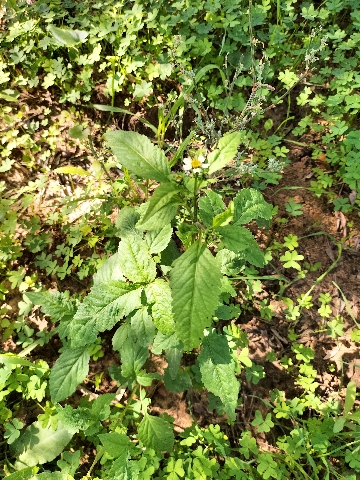 Bidens pilosa?