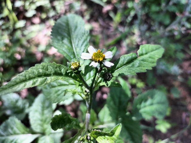 Bidens pilosa?