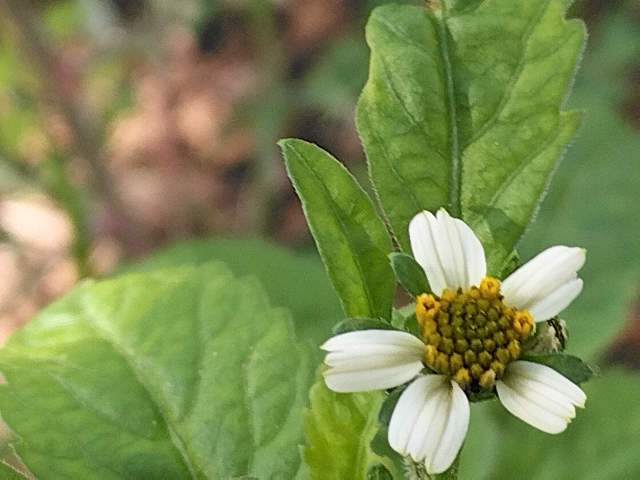 Bidens pilosa?