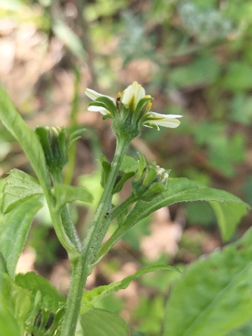 Bidens pilosa?