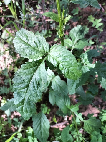 Bidens pilosa?