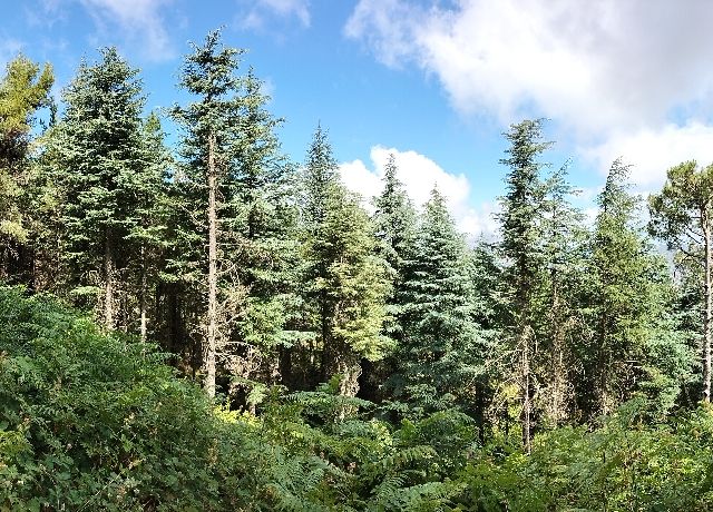 Cedrus atlantica?