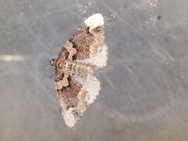 Catarhoe basochesiata - Geometridae