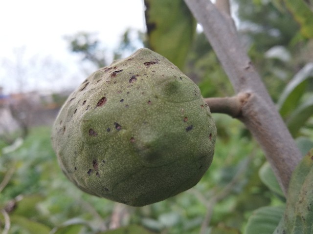 Annona cherimola ?