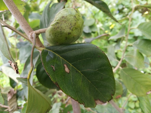 Annona cherimola ?