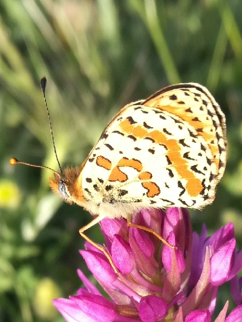 Melitea?  S, Melitaea didyma