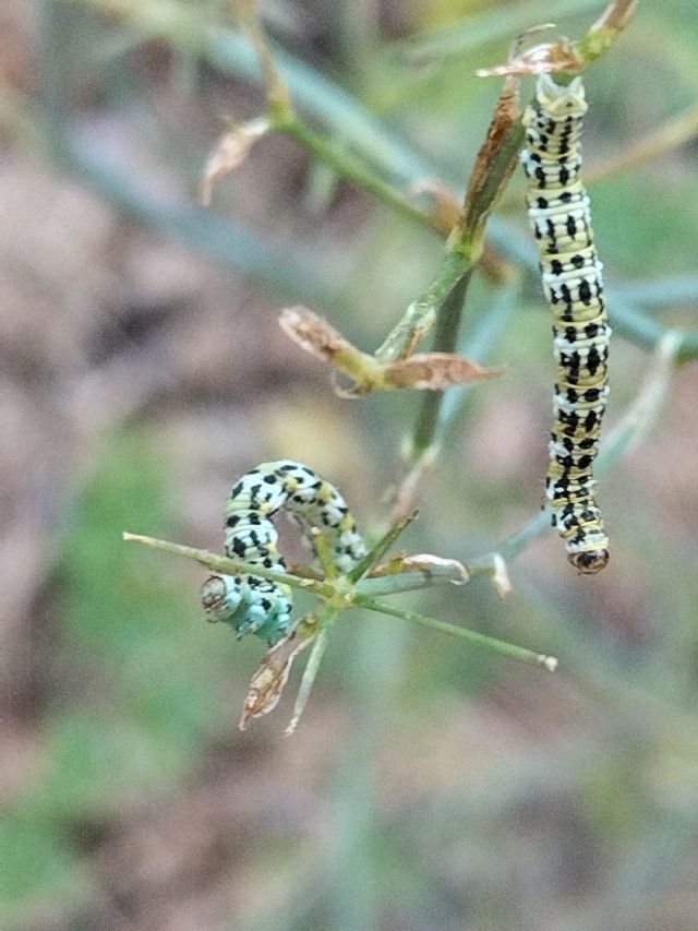 Larva diEupithecia gueneata  (Geometridae)