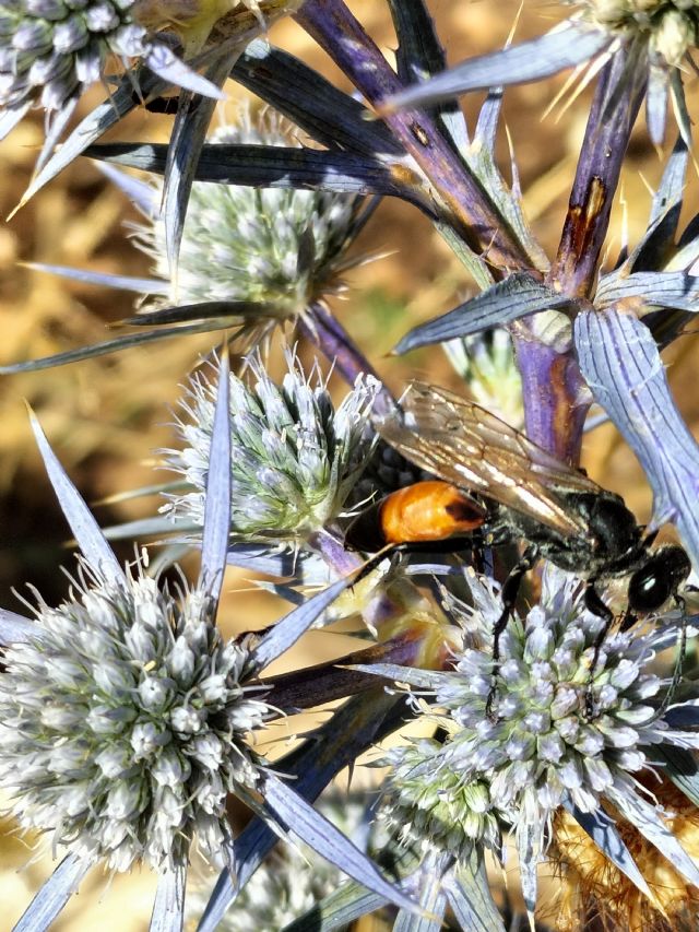 Sphecidae: maschio di Sphex sp.