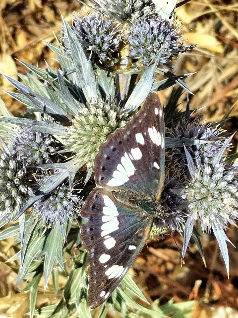 Nymphalidae:  Limenitis reducta