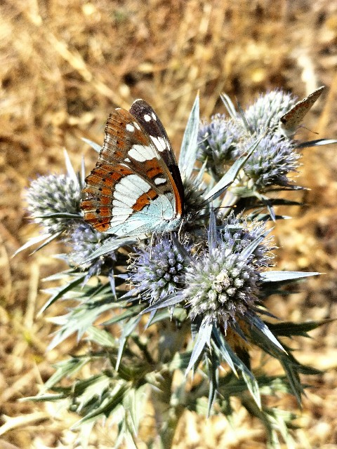 Nymphalidae:  Limenitis reducta