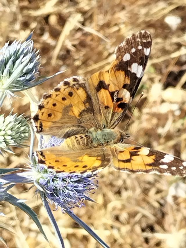 Vanessa cardui