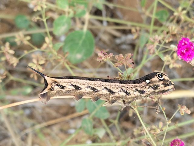 Hippotion celerio? S