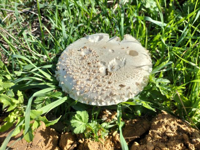 Amanita?