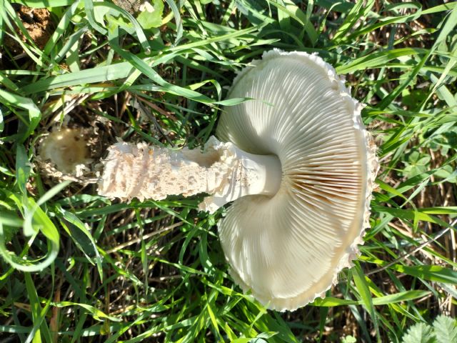 Amanita?