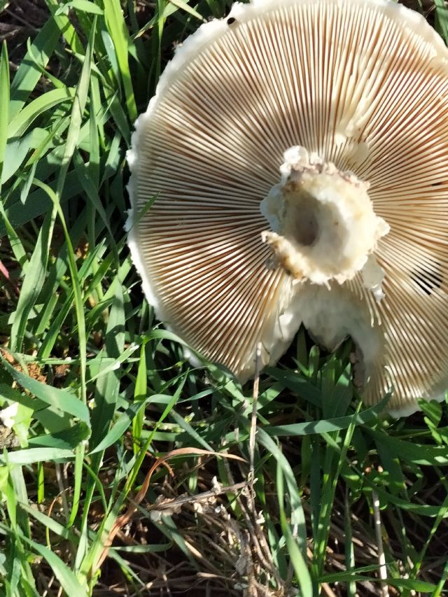 Amanita?