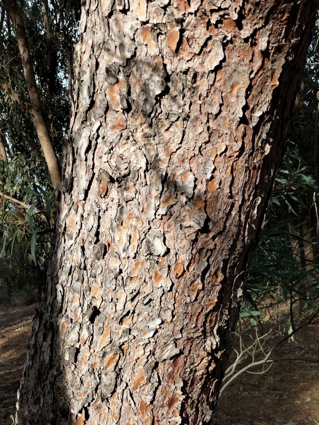 Pinus pinaster?