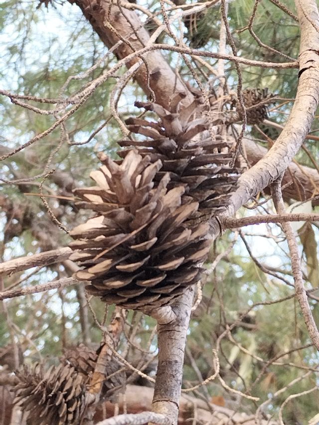 Pinus pinaster?