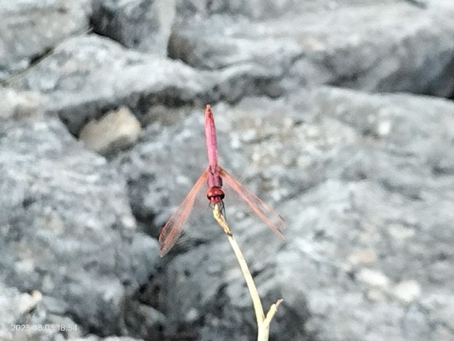 crocothemis erythraea?