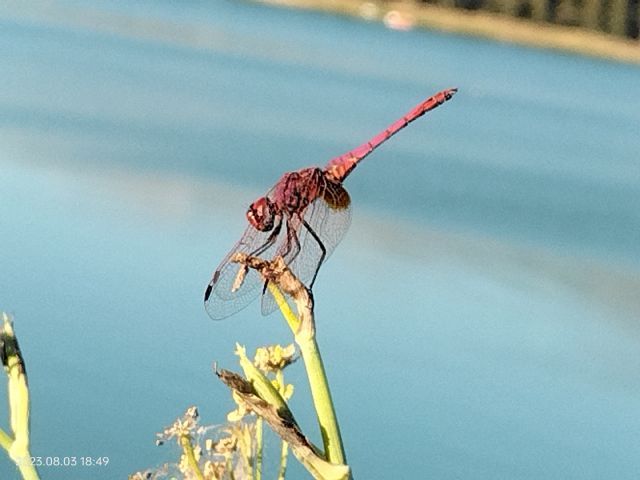 crocothemis erythraea?