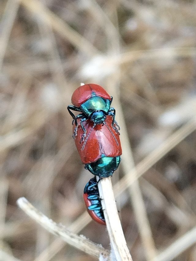 Cryptocephalus? No, Chrysolina grossa