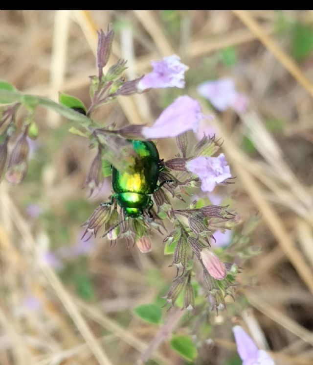 Quale Cryptocephalus? No, Chrysolina (Synerga) sp.