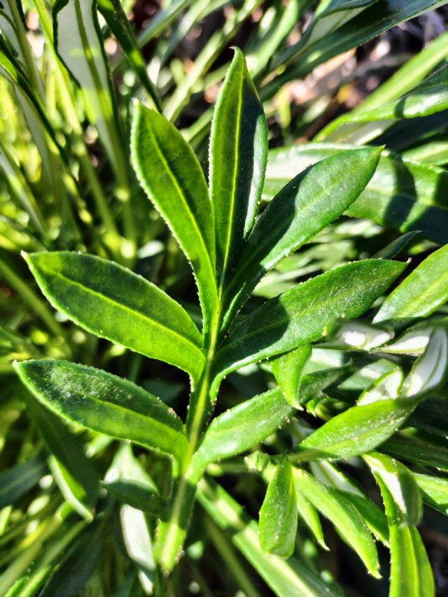 Quale specie di Gazania?