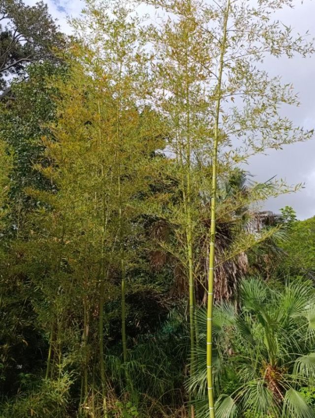 Phyllostachys? Quale specie?