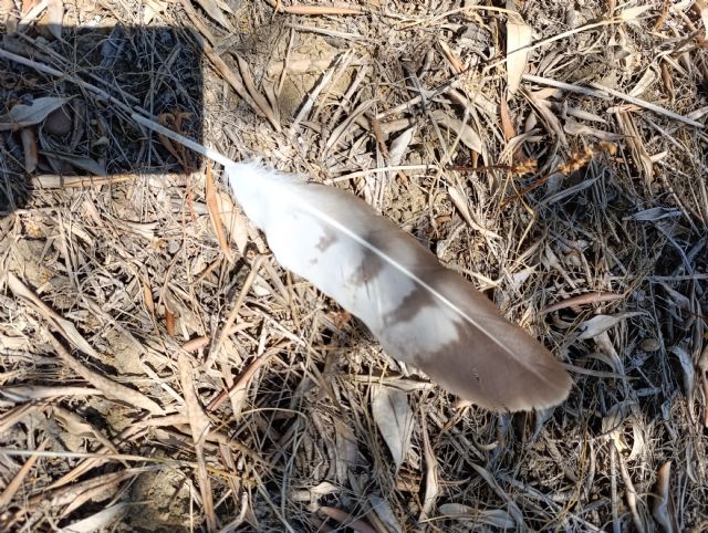 Penna di quale uccello?