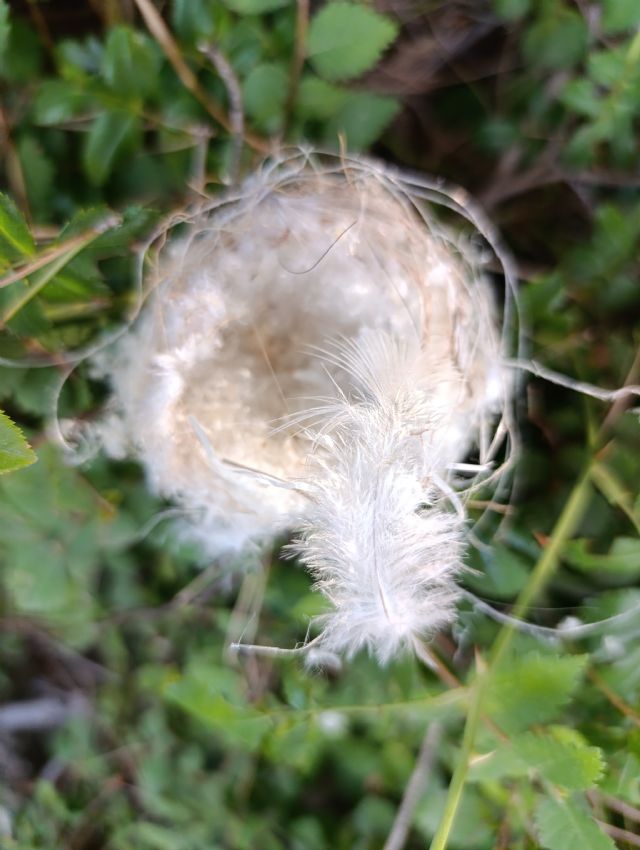 Quale uccello ha costruito questo nido?