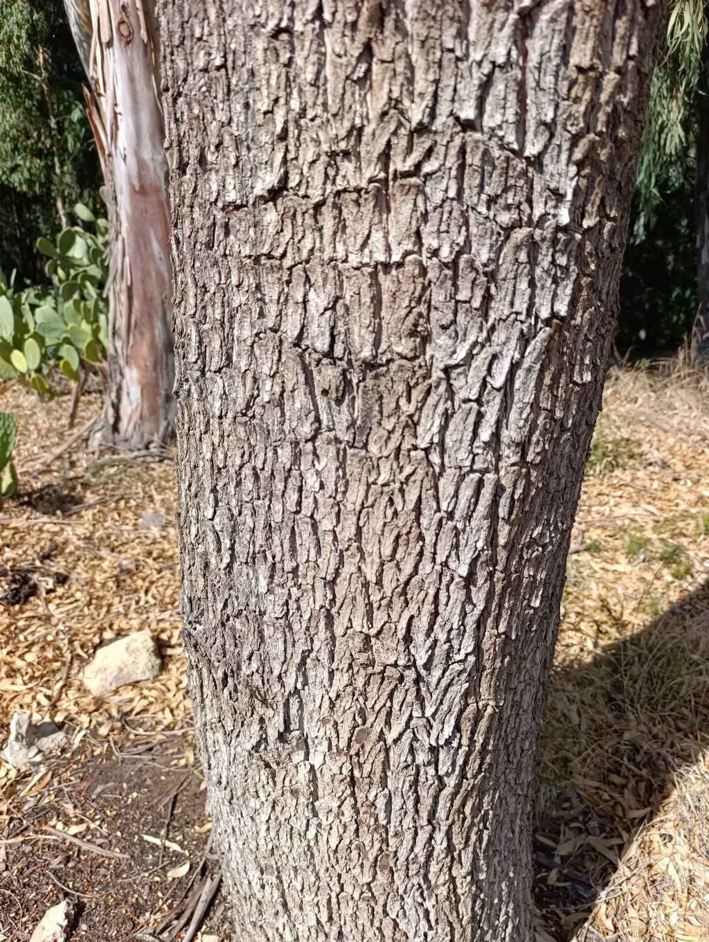 Quale specie di Eucalyptus?