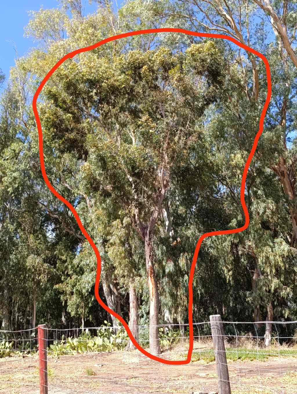 Quale specie di Eucalyptus?