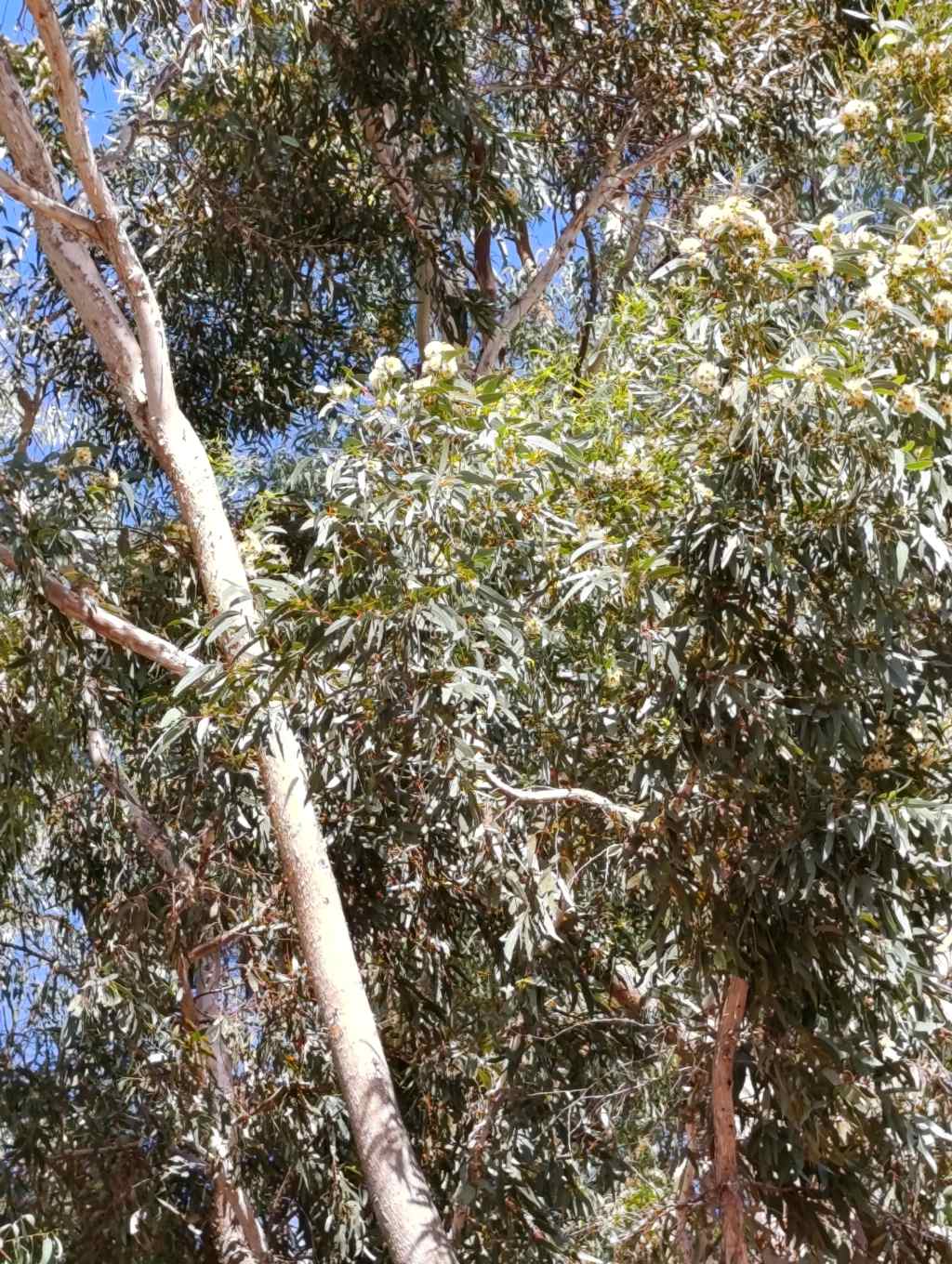 Quale specie di Eucalyptus?
