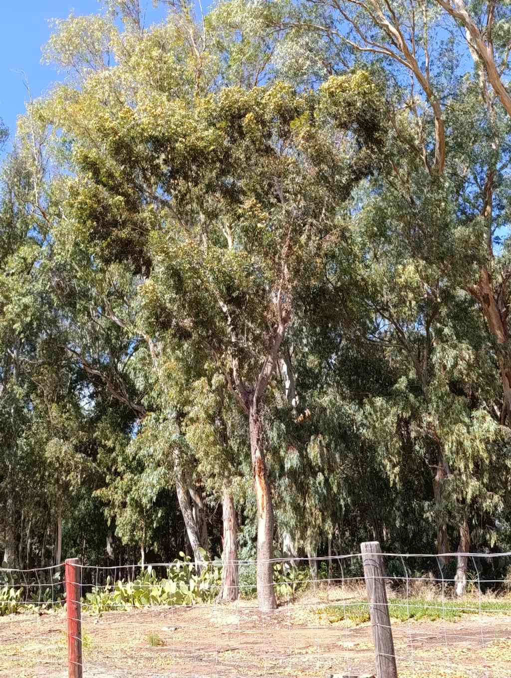 Quale specie di Eucalyptus?